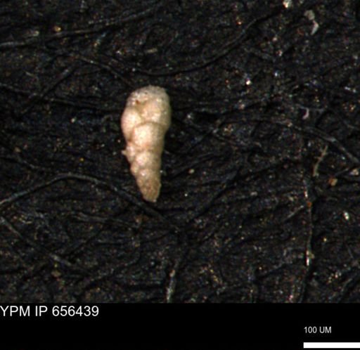 Verneuilinoides kansasensis