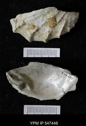 Pterotrigonia sp.