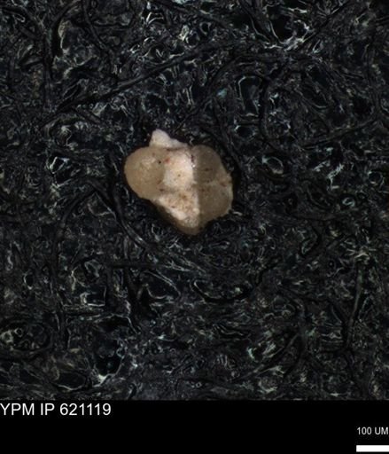 undet. Rugoglobigerinidae