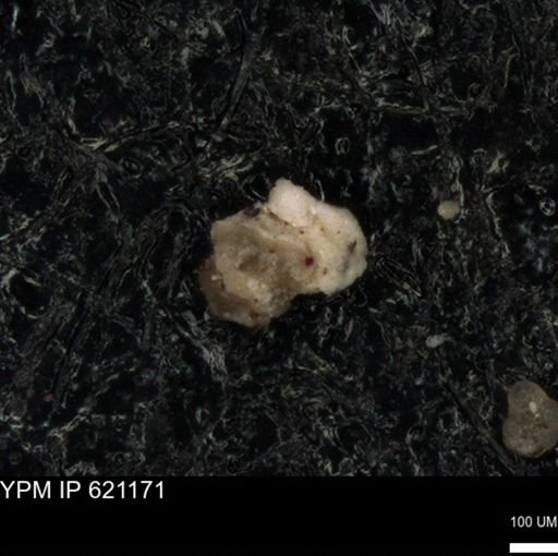 undet. Foraminiferida