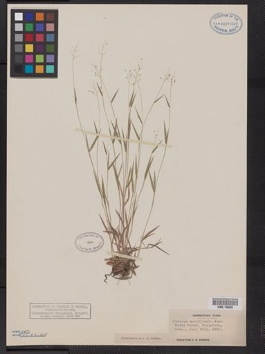 Panicum meridionale