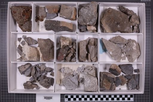 mixed taxa, stratigraphic collection