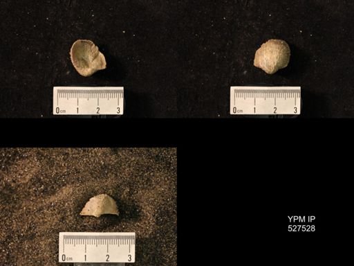 Pustula nebrascensis