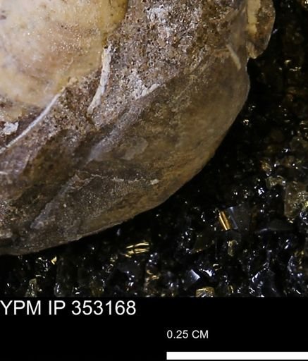 Limopsis striatopunctatus
