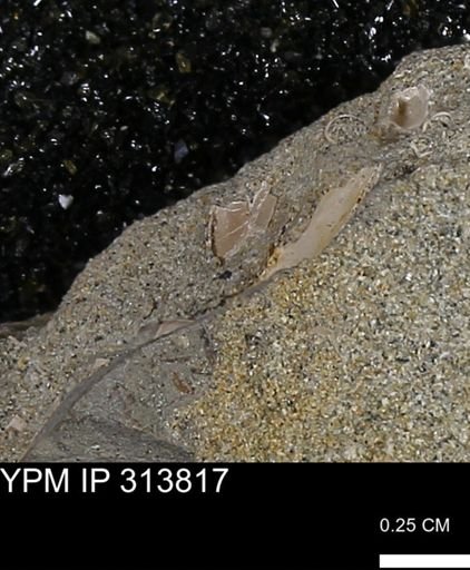 undet. Mollusca