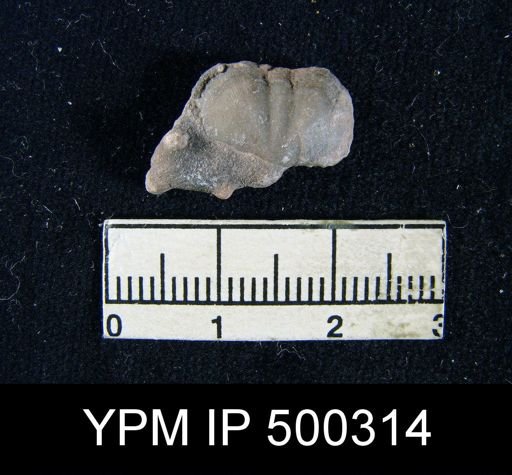 Mesolobus mesolobus decipiens