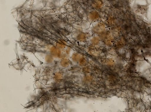 Haliclona cinerea