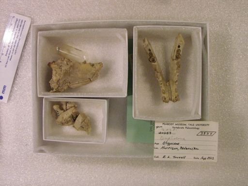 Daphoenus sp.