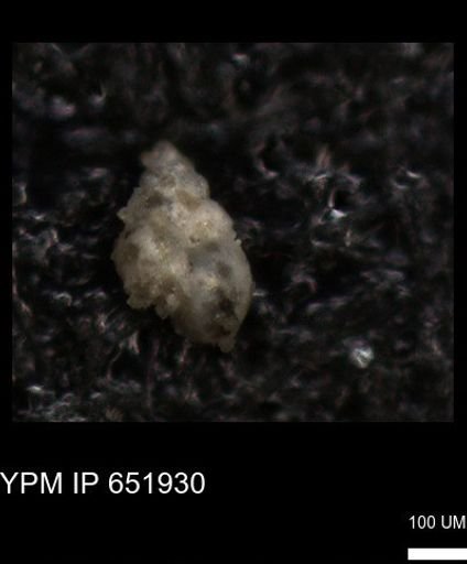 undet. Heterohelicidae