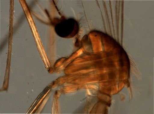 Culex pipiens