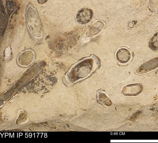 Serpulidae