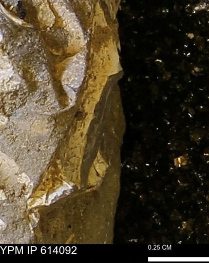 undet. Mollusca