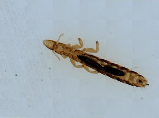 Columbicola columbae