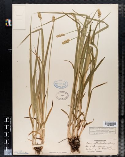 Carex cephaloidea