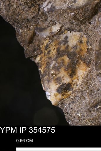 Pseudoptera subtortuosa