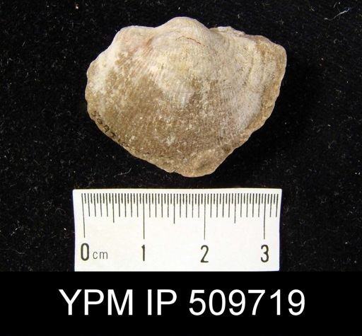 Productus scoticus