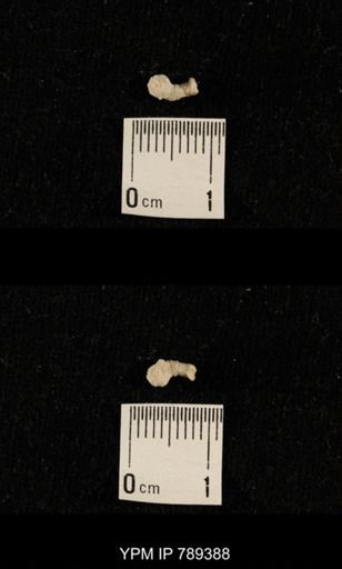undet. Bryozoa