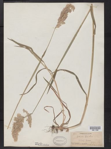 Holcus lanatus