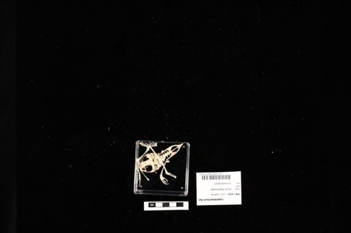 Leptobrachium liui