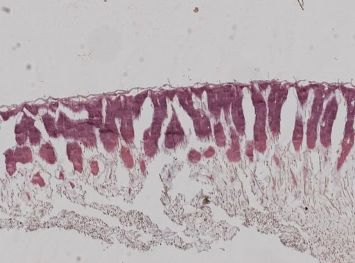 Ceratoporella nicholsoni