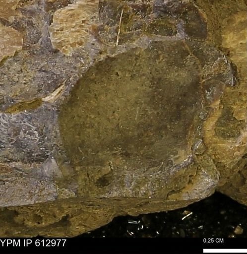 undet. Mollusca