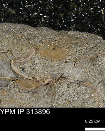undet. Mollusca