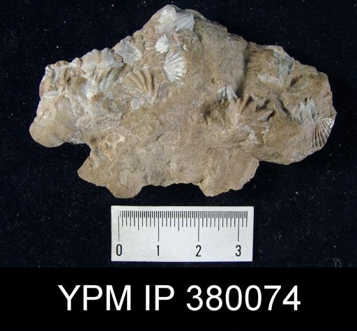 Spirifer sp.