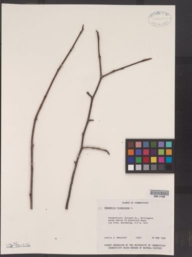 Hamamelis virginiana