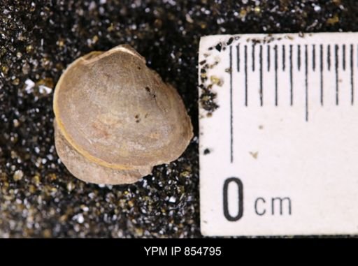 Limopsis striatopunctatus