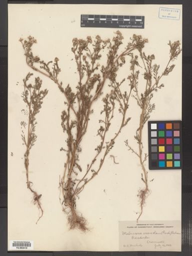 Matricaria suaveolens