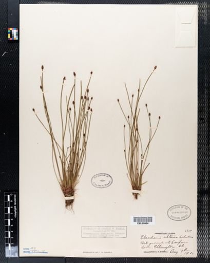 Eleocharis obtusa