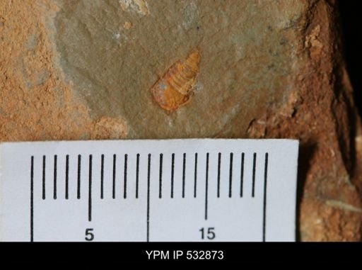 undet. Synziphosurina
