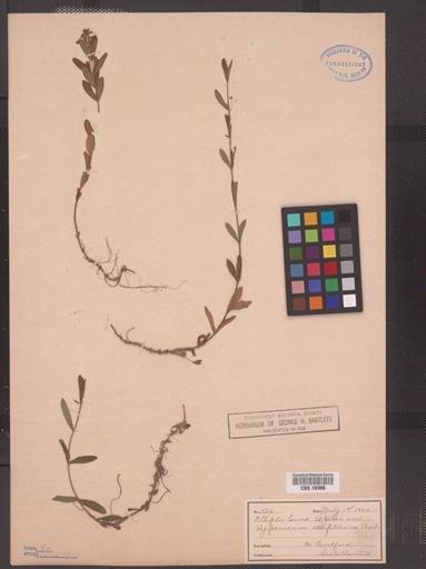 Hypericum ellipticum