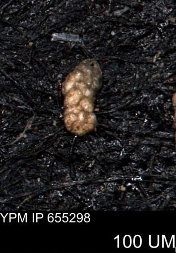 Ammobaculoides phaulus