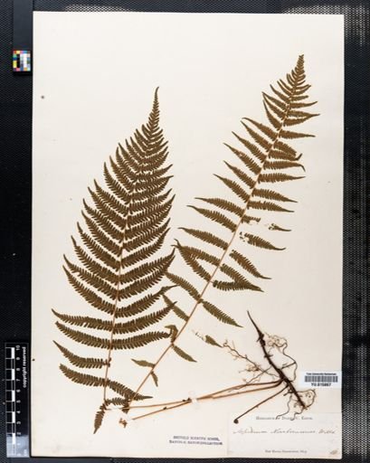 Thelypteris noveboracensis