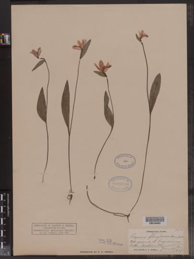 Pogonia ophioglossoides