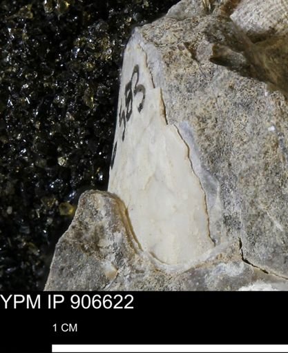 undet. Mollusca