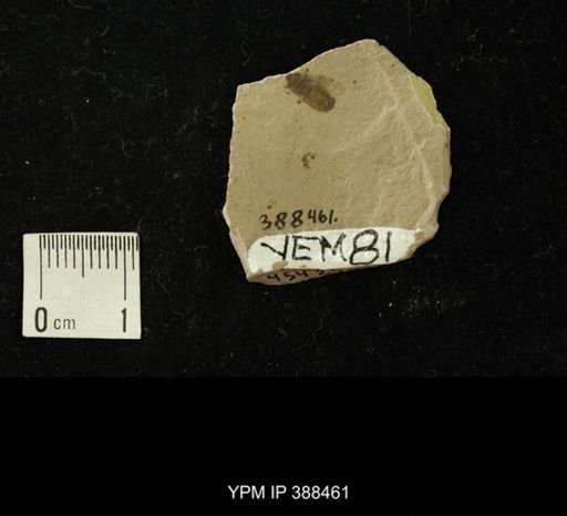 Hemiptera