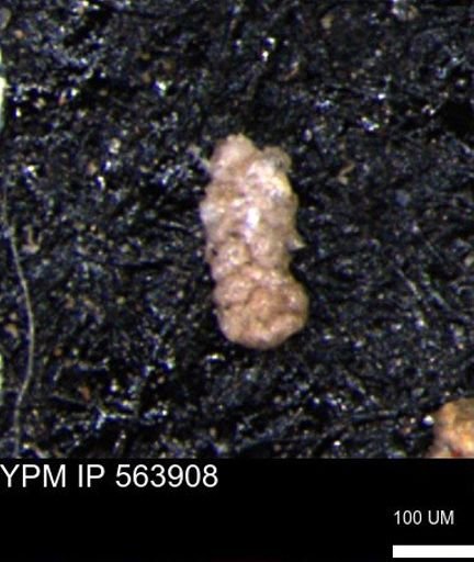 Ammobaculoides phaulus