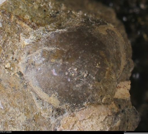 undet. Bivalvia