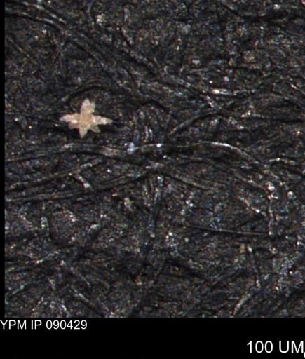 undet. Porifera
