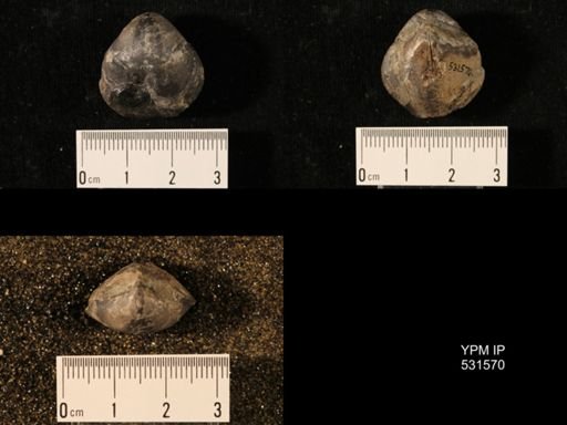 Athyris sp.