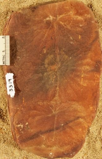 Annularia stellata