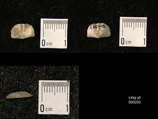 Mesolobus mesolobus decipiens