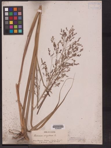 Panicum virgatum