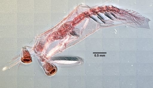 Squilla empusa?