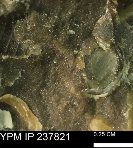 undet. Bivalvia