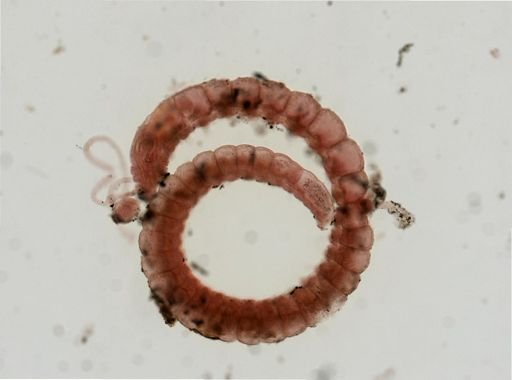 Myrianida