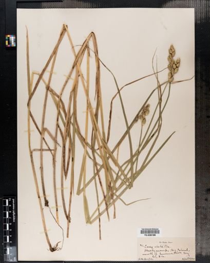Carex alata