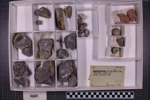 mixed taxa, stratigraphic collection